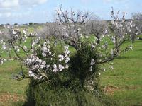 Mandelblüte auf Mallorca