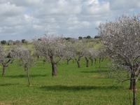 Mandelblüte auf Mallorca