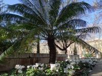 Palma - im Garten vor der Kathedrale