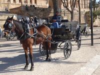 Palma - Warten auf Kundschaft