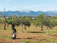 Blick zum Tramuntana-Gebirge