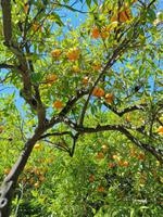 Botanische Garten in Sóller 