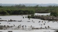 S'Albufera Vogelbeobachtung
