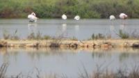 Salines d'es Trenc - Flamingos 