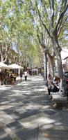 Platanenallee La Rambla La Palma