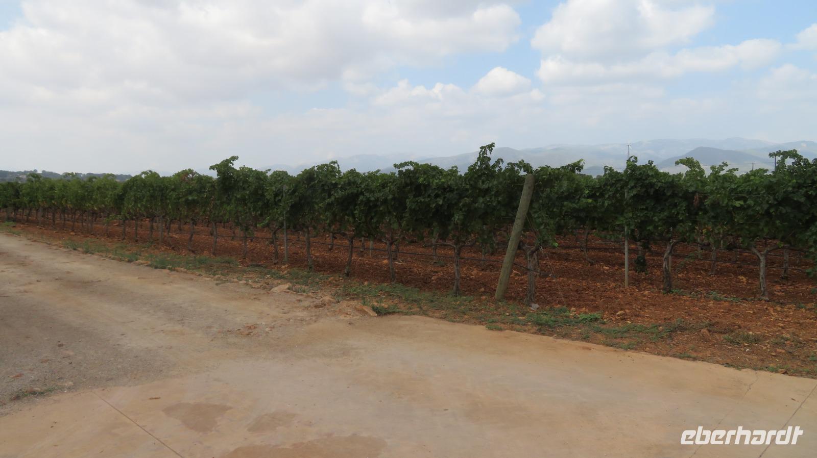 Weinfelder Mallorcas