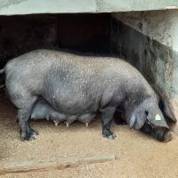 Els Calderes schwarzes Schwein