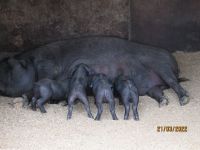 Els Calderes schwarze Ferkel