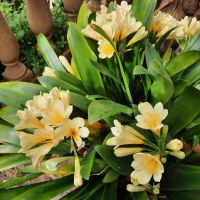 Blütenpracht gelb Alfabia