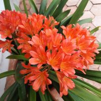 Blütenpracht Orange Alfabia