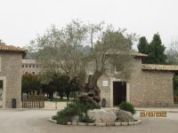 Kloster Lluc alter Olivenbaum