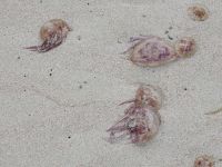 Strand Alcudia Quallen