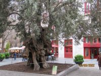 Palma Olivenbaum 400 Jahre