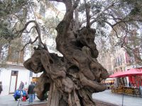 Palma Olivenbaum vor Rathaus