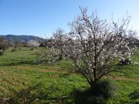Mandelblüte auf der Fahrt von Palma nach Soller mit dem 