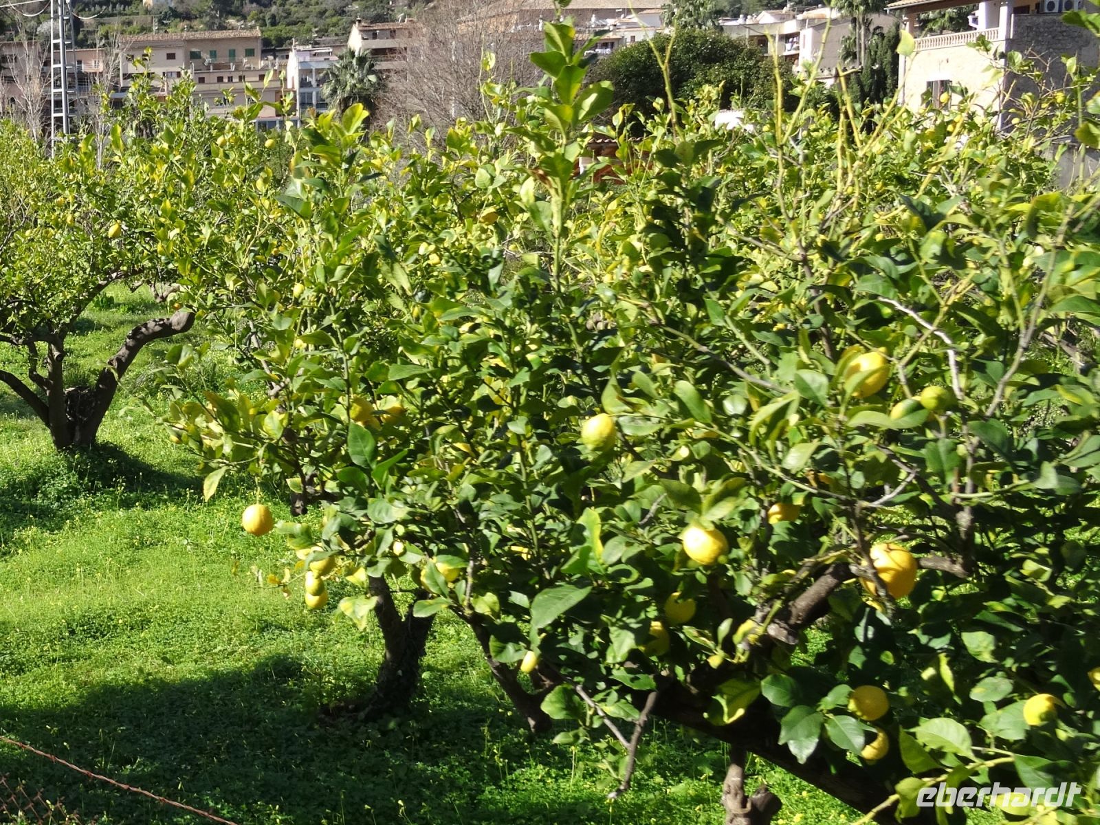 Zitronenbäume auf der Fahrt nach Soller