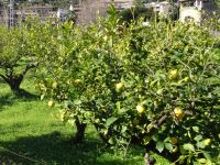 Zitronenbäume auf der Fahrt nach Soller