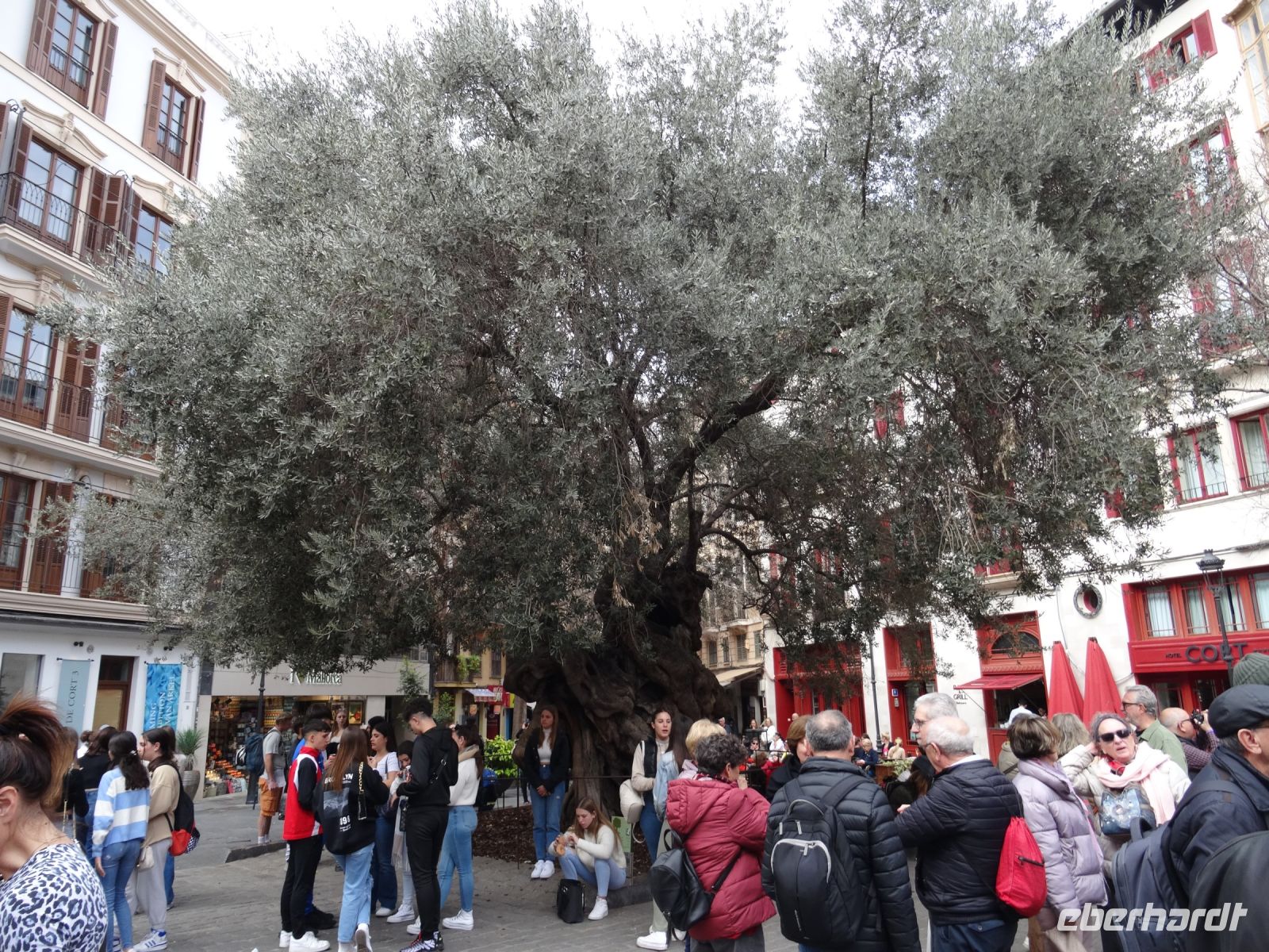Palma - der älteste Olivenbaum auf Mallorca