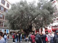 Palma - der älteste Olivenbaum auf Mallorca