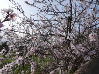 Raixa und Mandelblüte