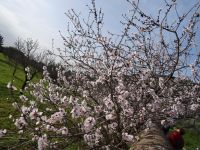 Raixa und Mandelblüte