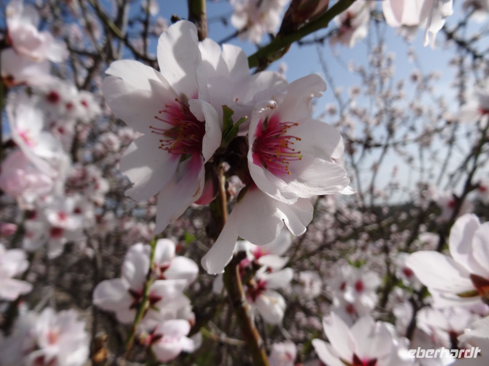 Mandelblüte