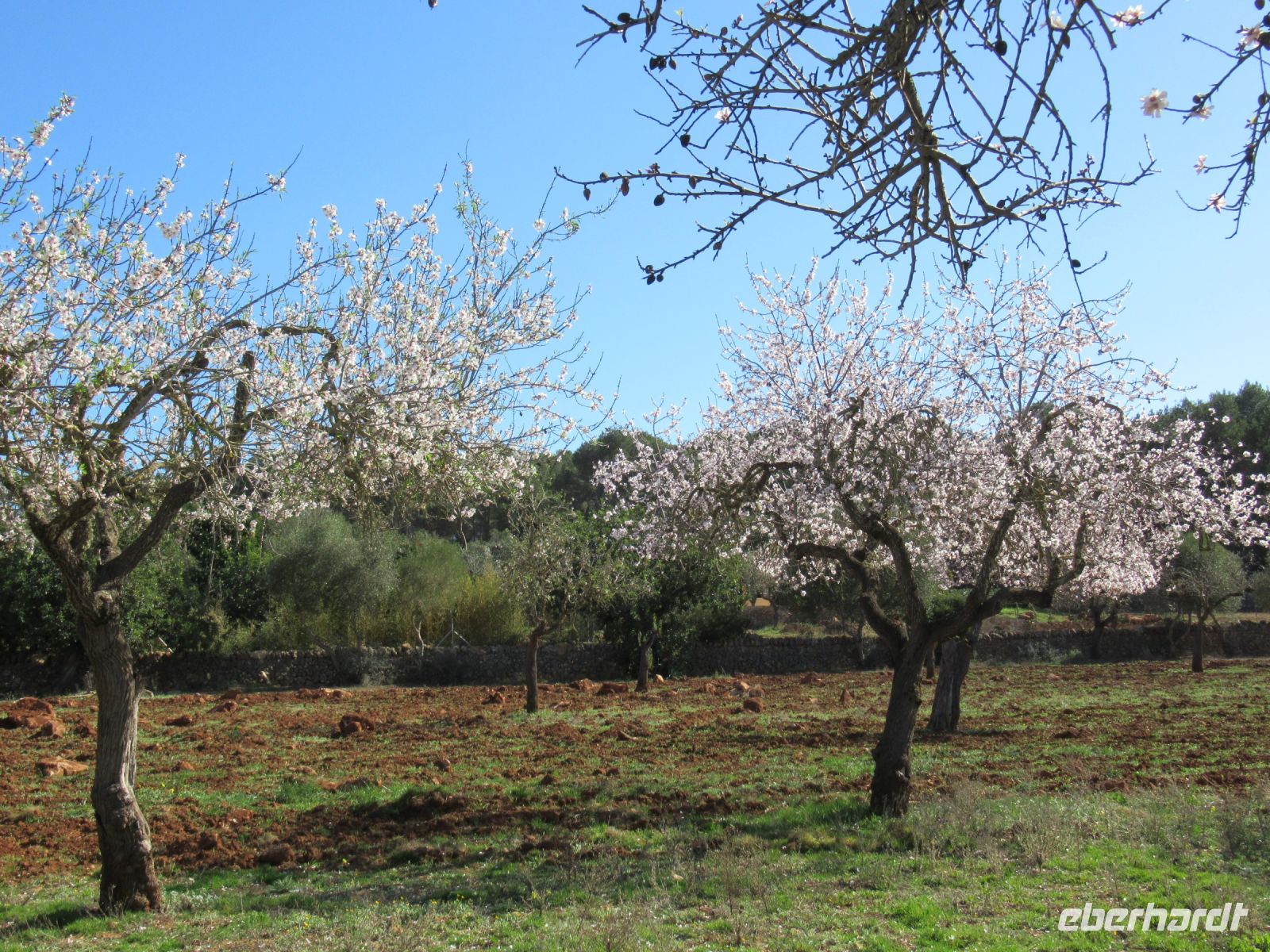 blühende Mandelbäumchen