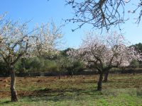 blühende Mandelbäumchen