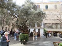 Palma Rathaus alter Olivenbaum