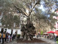 Palma alter Olivenbaum