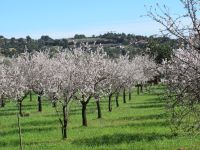 Mandelbäumchen Raixa