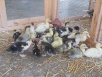 DSCN8865.JPG   Tiermarkt Sineu