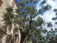 DSCN8890.JPG  Patre Nostra Bäume