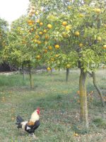 DSCN8915.JPG  er gehört auch dazu