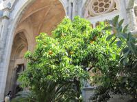 Orangenbaum in Soller