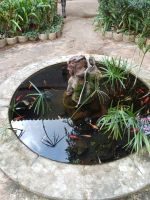 Kleiner Teich in Hof des Karthäuser Kloster in Valdemossa - Mallorca