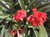 Gärten von Alfabia - Klivien - Mallorca