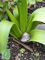 Wer versteckt sich da... ? - Mallorca