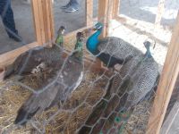 DSCN9836.JPG  alles zu kaufen