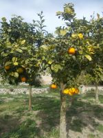 DSCN9876.JPG  Orangenhain