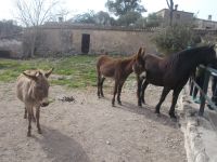 DSCN9879.JPG und Esel