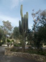 DSCN9882.JPG  Garten