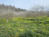 DSCN9884.JPG  Mandelblüten