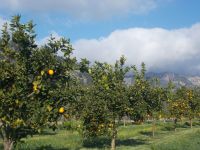 DSCN9899.JPG  Orangenhain