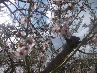 DSCN9920.JPG Kirschblüten