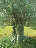 DSCN9924.JPG  alter Olivenbaum