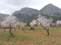 DSCN9961.JPG  es blüht 