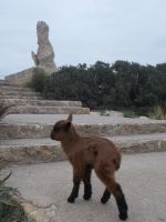 DSCN9969.JPG Denkmal Antonio Parietti