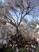 DSCN0043.JPG  alter Olivenbaum Palma