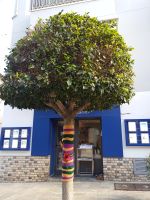 Ankunft in der Stadt Artà - bestrickte Bäume - Mallorca